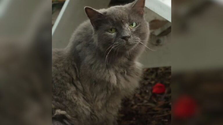 Florida Couple Meets Cat Facing Euthanasia, You Won’t Believe What She Inspires Them To Do