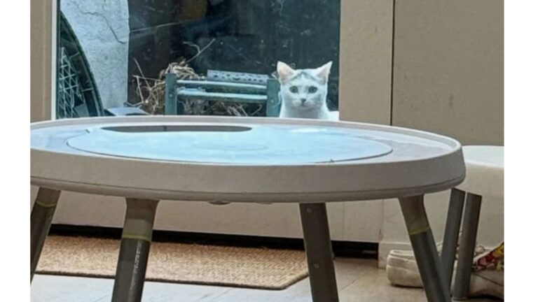 Stray Cat Kept Visiting NY Family Until They Looked Closer And Realized Why
