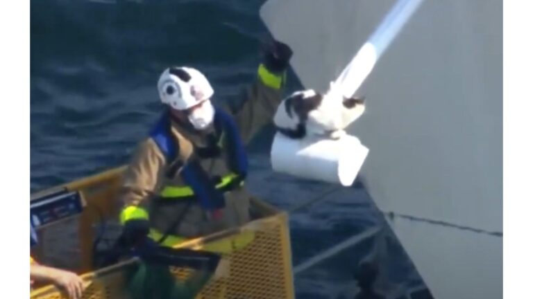 Cat Stuck On Florida Bridge Prompts Urgent Firefighter Rescue, Then Things Take Hilarious Twist