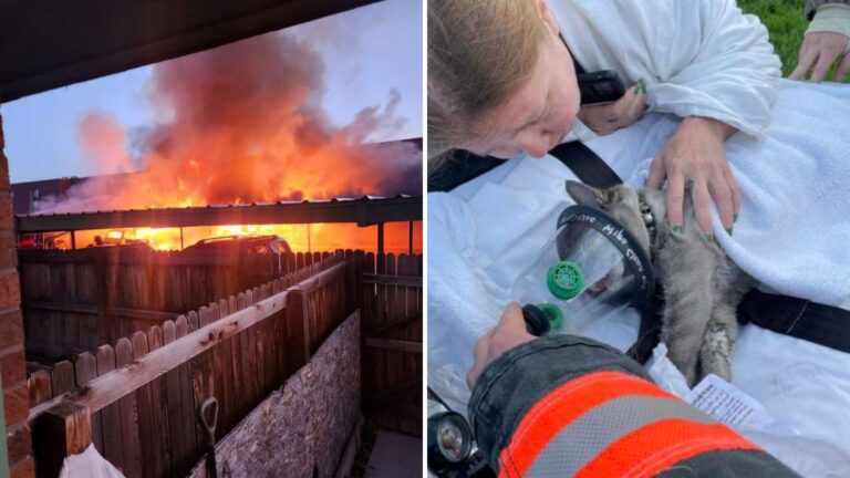 Cat Gets Rescued From Burning Home In Denver, But The Story Suddenly Takes A Tragic Turn