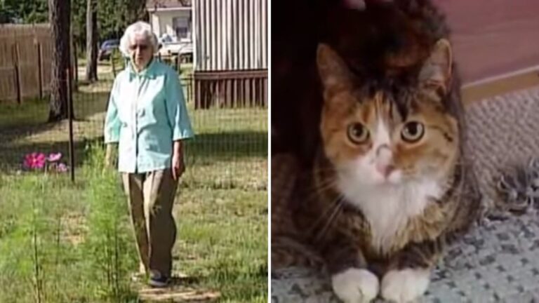 Michigan Cat Takes On Four Pit Bulls To Protect Her Elderly Owner From A Brutal Attack