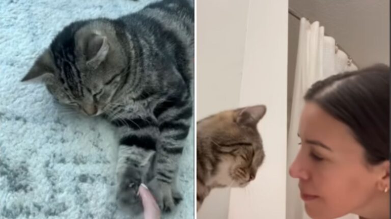 Oklahoma Lab Cat ‘Number 698’ Gets Rescued, Now Watch Him Discover What Freedom Feels Like