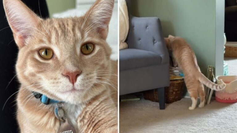 NY Cat Desperately Searches For His Missing Foster Sister And Then Something Incredible Happens