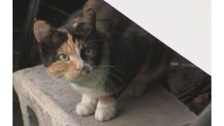 Florida Cat Senses Something Wrong While Family Sleeps And Saves Them From A Close Call