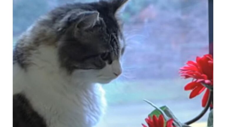 This Cat’s Mysterious Ability To Sense What Others Couldn’t Earned Him Fame Across Rhode Island
