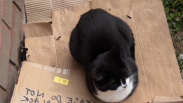 Ohio Man Sees “Sad Stray” Sitting On A Piece Of Cardboard, Then A Hilarious Note Exposes Her