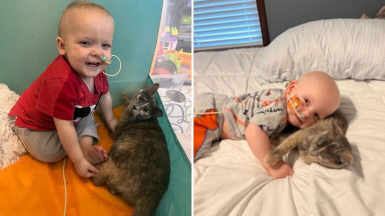 Rescue Kitten In Iowa Stays By Toddler’s Side Through Every Step Of His Cancer Fight