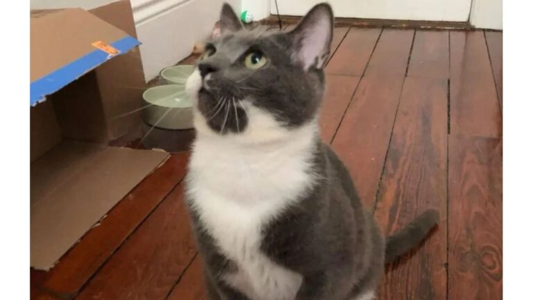 Brooklyn Rescue Finds Cat Trapped In Abandoned Shop And Can’t Believe He Survived Months Inside