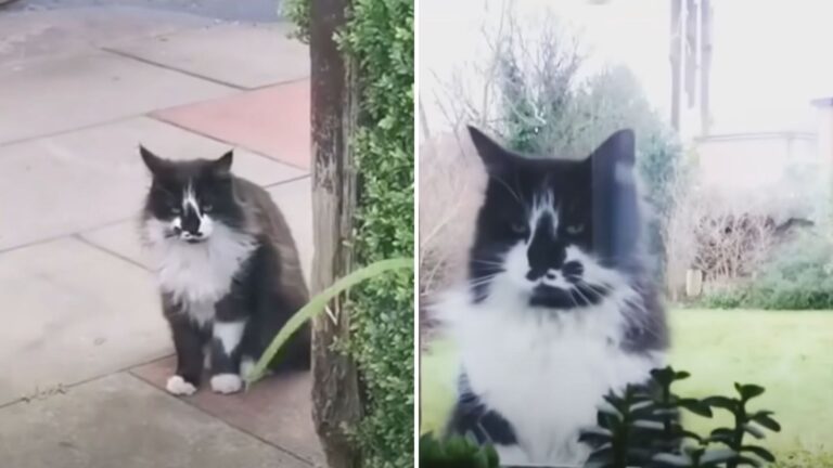 Cat Keeps Visiting California Family For 5 Years, Then Owners Appear With Unexpected Decision