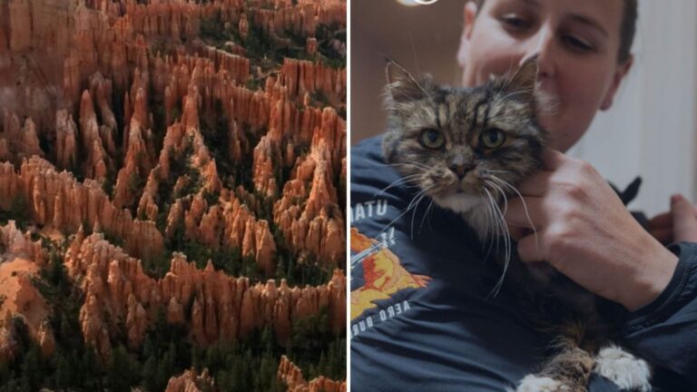 Utah Couple Lose Their Lives In Canyon Fall, But Their Cat Miraculously Survives