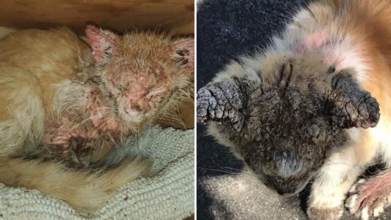 Abandoned Cat Found Outside Florida Shelter Leaves Staff Deeply Shaken At Closer Look