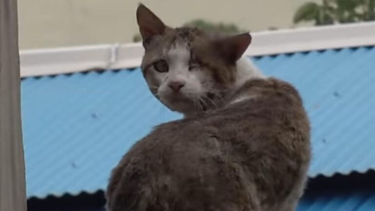 California Locals Thought This Cat Had Nail Hammered Into His Head, Then Shocking Truth Came Out
