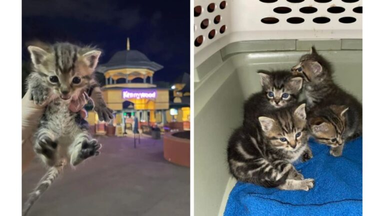 Pennsylvania Team Saves 11 Cats At Amusement Park, Then Learns Who Caused It All