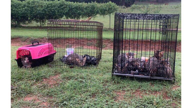 Over 15 Cats Dumped In Cages Outside Oklahoma Sanctuary During Rainy Night Leave Staff Stunned