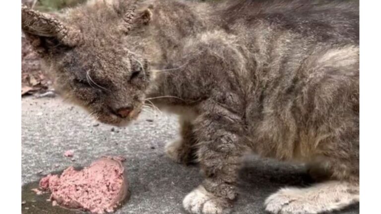 Florida Woman Rescues Feral Cat In Critical Condition And His Transformation Will Amaze You