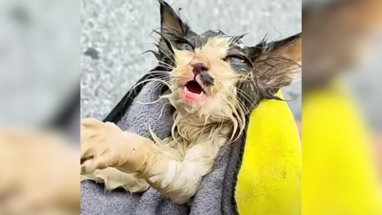 Ohio Man Finds Lifeless Kitten On The Road And Extends A Hand, Not Knowing What Will Happen