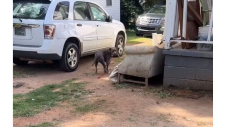 North Carolina Woman Pays $23 For Chained Pregnant Dog, Then Realizes She’s Worth So Much More