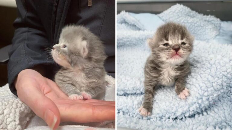 Sick Newborn Kitten Wandering California Streets Doesn’t Know She’s About To Get Lucky