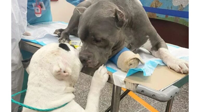 Colorado Dogs Got Separated After Losing Their Dad, Watch What Happens When They Reunite
