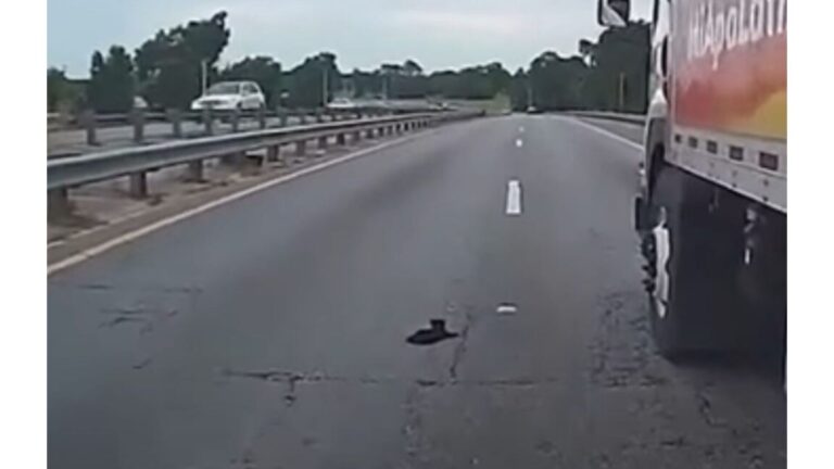 Florida Officer Makes A Split-Second Stop When He Sees A Little Shape Lying On A Busy Road
