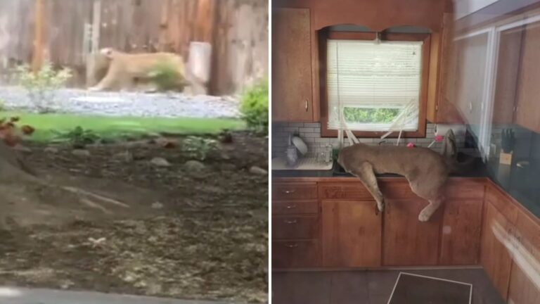 Washington Man Watches In Shock As Cougar Crashes Through Screen Door Straight Into His Home