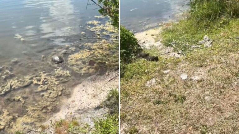 Florida Couple Helps A Struggling Turtle, Then Hears Faint Cries Coming From Nearby Bushes