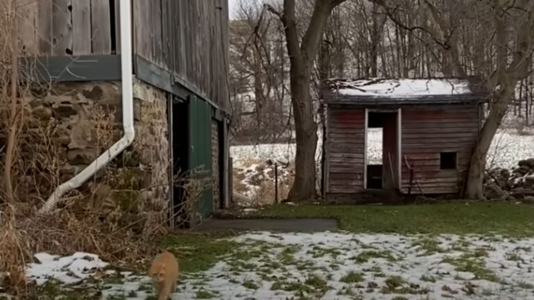 Couple Buys A Farmhouse In Georgia Only To Discover The Property Is Hiding A Big Surprise