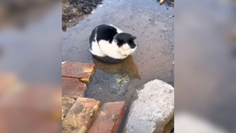 NY Couple Finds A Cat Lying In A Puddle And Gets A Feeling Something Is Terribly Wrong