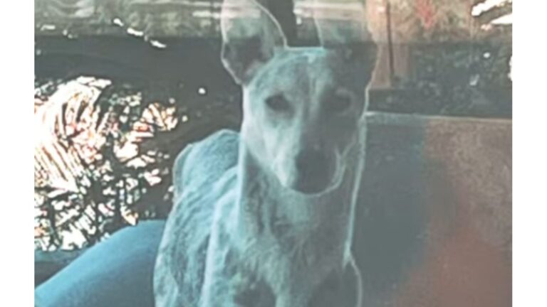 Woman Sees A ‘Coyote’ Standing In Her Yard In Arizona, Only To Learn It’s Not What She Thought
