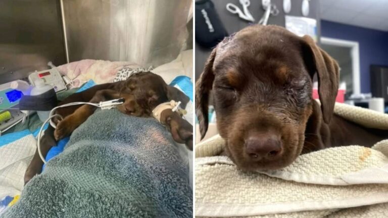 Florida Puppy Rescued From Abusive Home Shows Signs Of Suffering No One Was Prepared To Witness