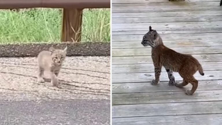 Tiny Bobkitten Enters Florida Yard Crying And Trying To Alert Family To Something Urgent