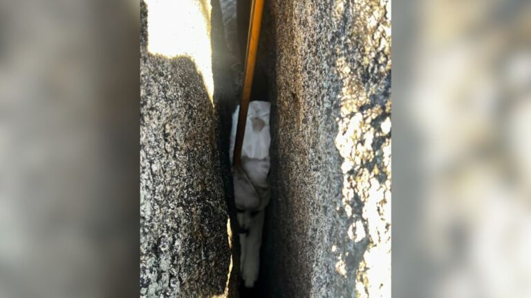 California Family Panics After Their Puppy Goes Missing, Then Makes A Shocking Discovery