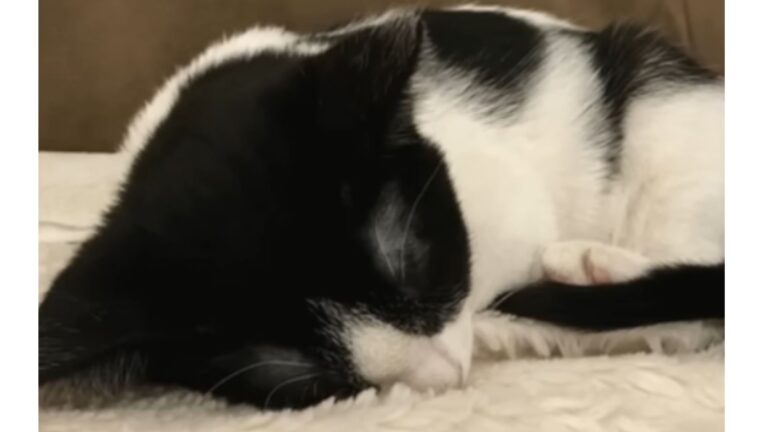 New Jersey Team Horrified After Finding Kitten In Sealed Box In Trash With His Lifeless Siblings