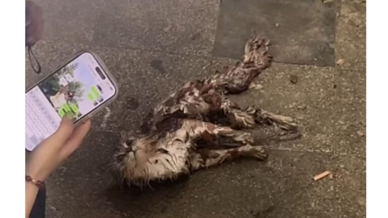 Ohio Woman Races To Help After A Cat Crawls From Bushes, Then Suddenly Collapses On The Road