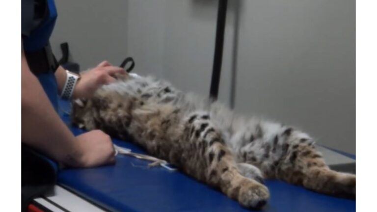 Nebraska Man Sees Injured Creature Lying On The Road And Has No Idea What He’s About To Rescue