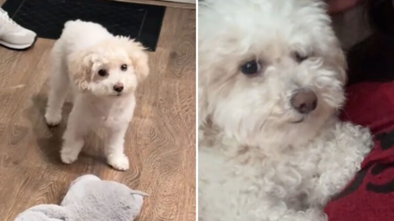 Massachusetts Dog Suddenly Starts Limping, Then Owner Discovers The Hilarious Truth At The Vet