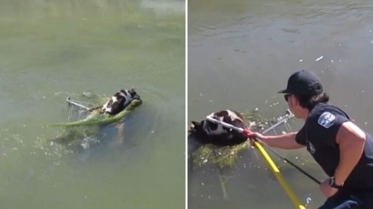Local Sees Shopping Cart Stuck In Rushing Water In Arizona, Then Realizes Someone Clings To It