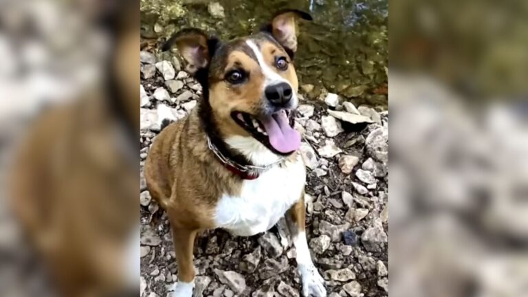 Kansas Dog Escapes Daycare And The Security Cameras Catch Something No One Expected