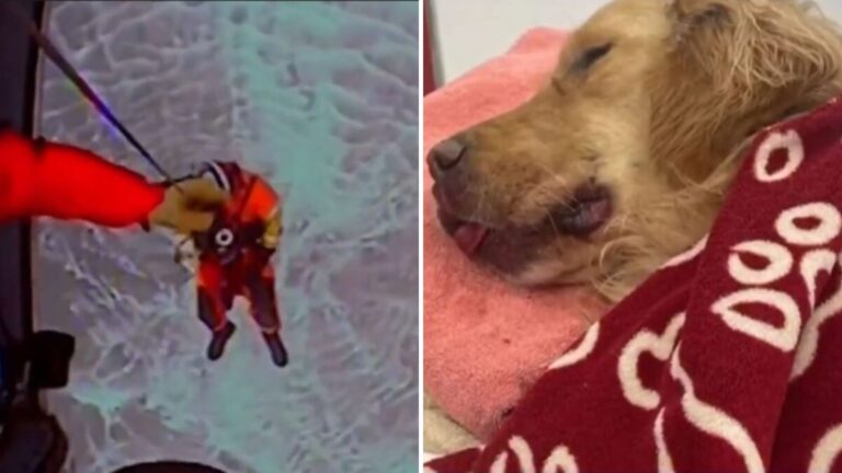 Oregon Family Left Terrified After Their Dog Falls From A Cliff 300 Feet Into The Ocean Below