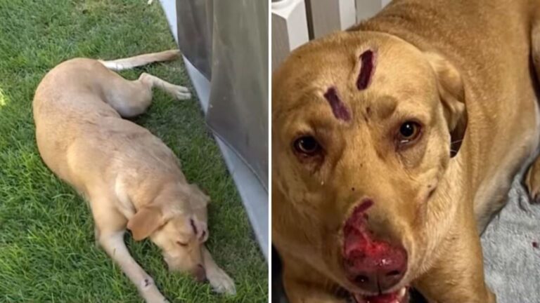Utah Family Freezes In Shock When Their Dog Senses Something Terrifying In The Bushes