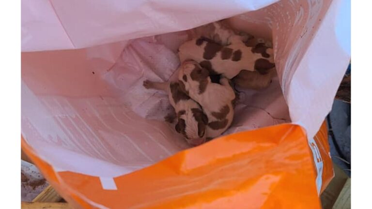 Virginia Construction Worker Finds Dog Food Bag In Dumpster But What’s Inside Leaves Him Shaken