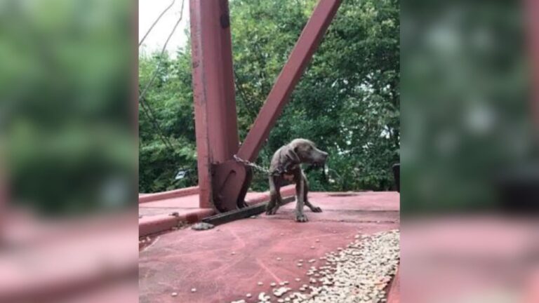 Wisconsin Train Drivers Get Urgent Call About Puppy On Moving Train, Then They Find Her
