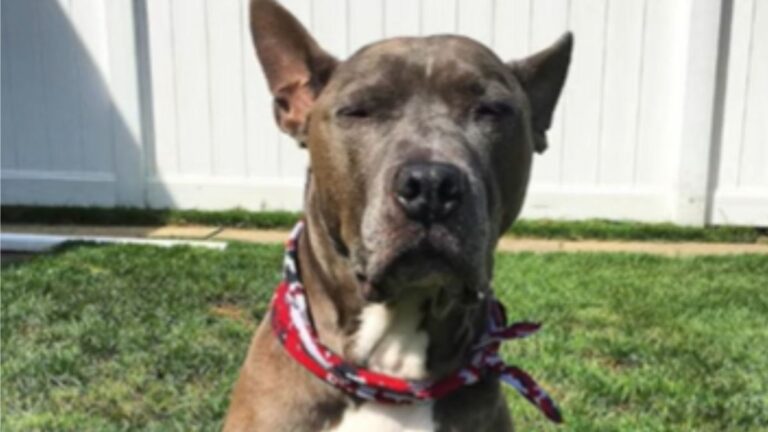 Dog Found Tied Outside Chicago Pet Store In Heartbreaking Scene After Owner Disappears