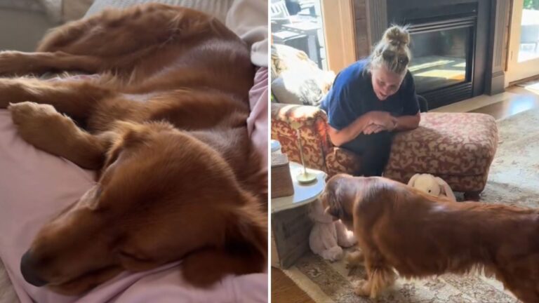 NY Pup Gets The Sweetest Recovery Gift From Grandma, Watch His Reaction In Viral Video
