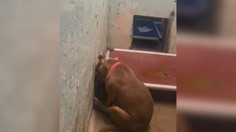 New Jersey Dog Left Heartbroken After The Only Family She Knew Sends Her Back To Shelter Again
