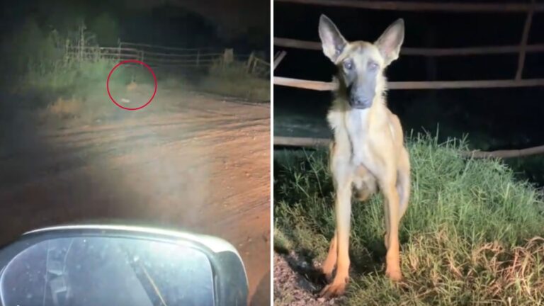 Texas Mail Carrier Sees Starving Dog In Roadside Ditch, What They Find Next Is Just Too Painful