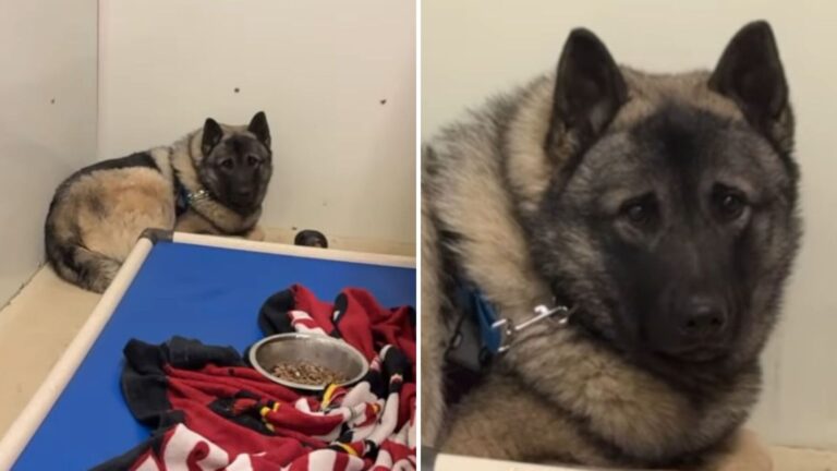 Pennsylvania Dog Rescued From Breeder Can’t Stop Shaking, Doesn’t Understand He’s Safe Now