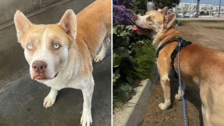 Dog Abandoned At Los Angeles Shelter Ends Up On Euthanasia List, Then Fate Steps In
