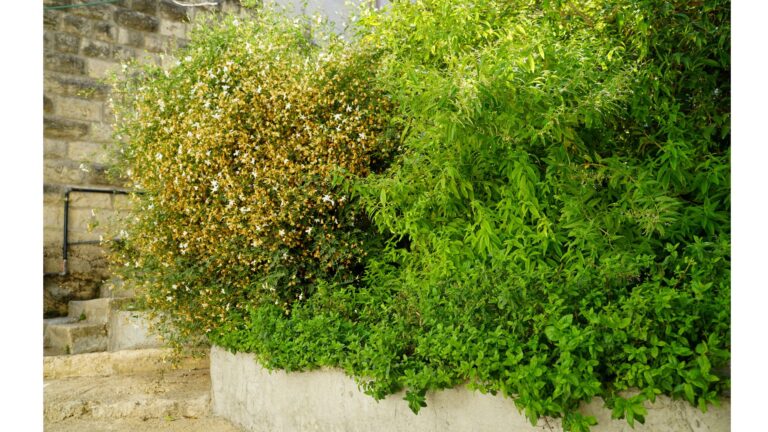NY Man Notices His Dog Sensing Something In The Bushes, Then Hears Faint Sound And Rushes Over
