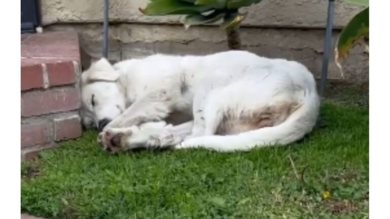 California Woman Sees Beautiful Dog Lying On Her Lawn, But Her Heart Breaks When She Approaches